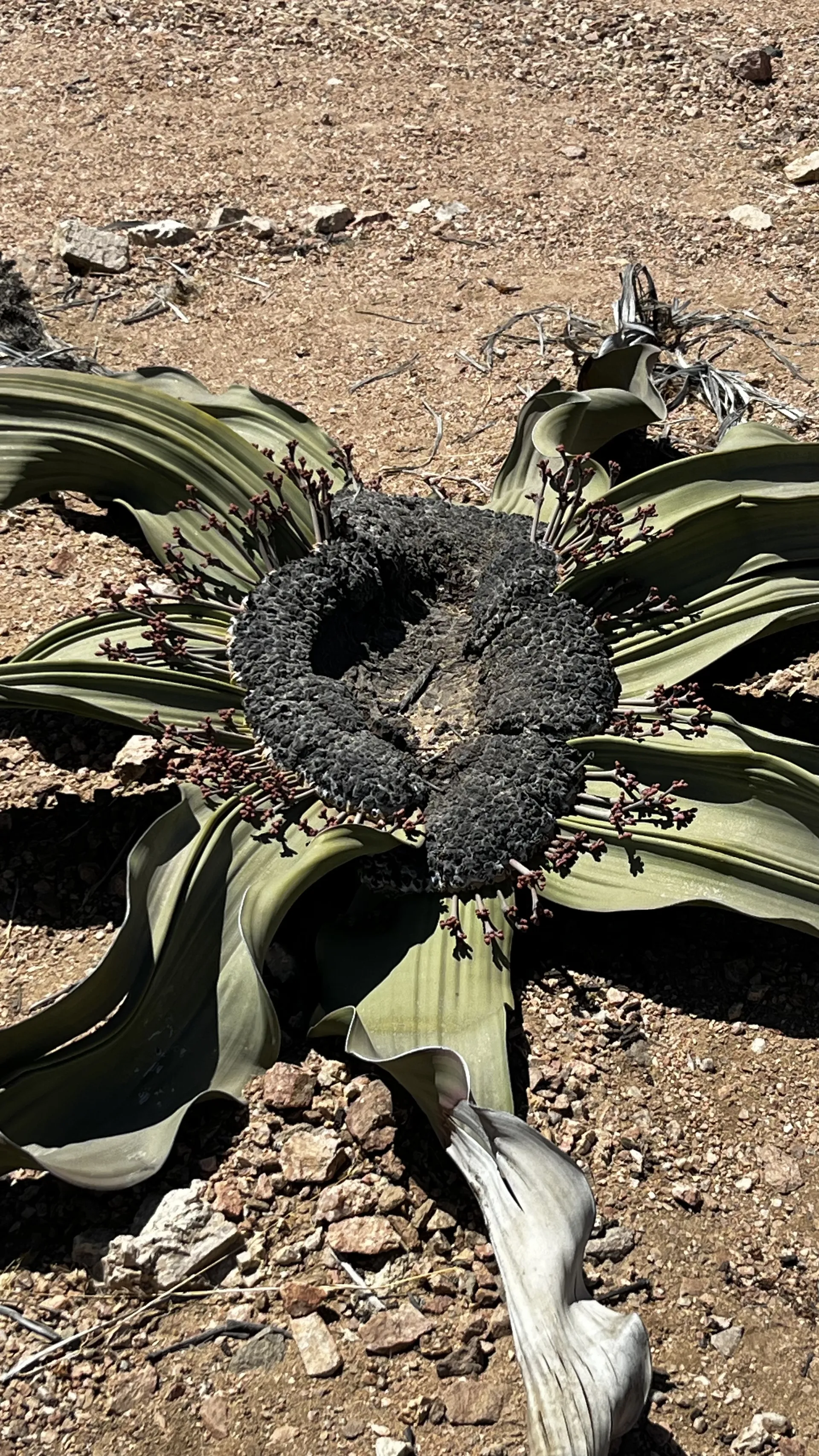 Welwitschia & Sandwich Harbour